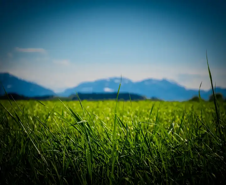 Getreidefeld im Frühling mit den Alpen im Hintergrund