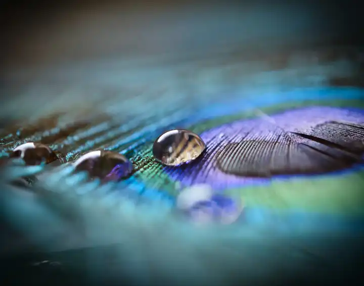 Drops of water on a peacock feather