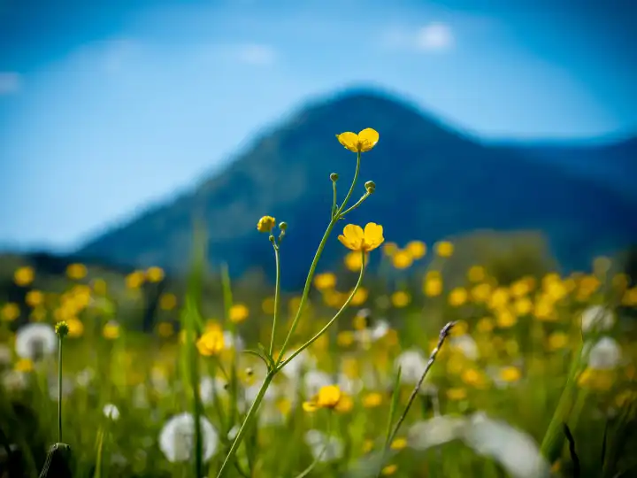 Flower meadow in front of the mountains