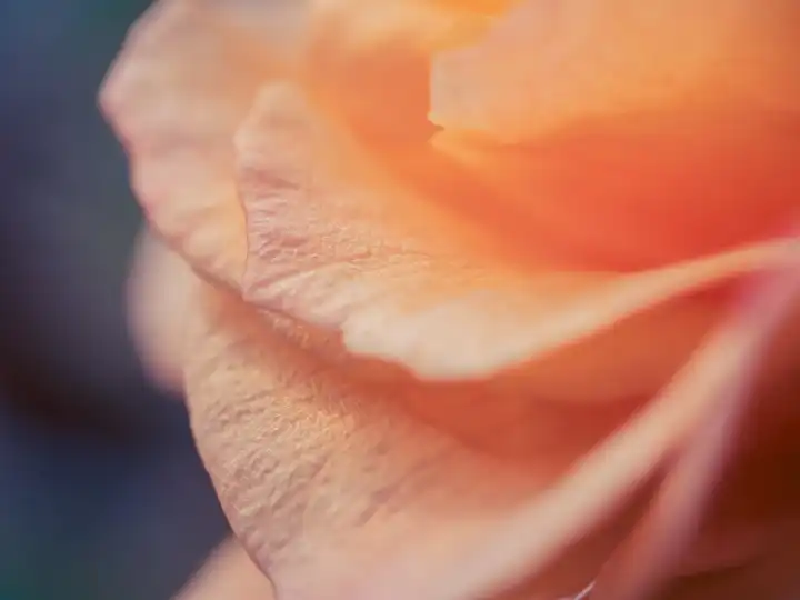 Rosenblüte Detail