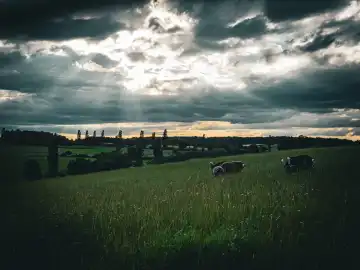 Goats in the pasture under the evening sky