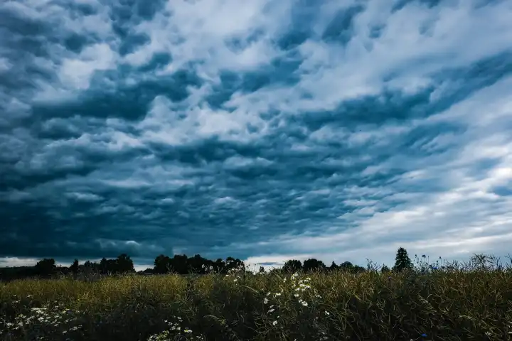Cloudy sky over a rape field in July