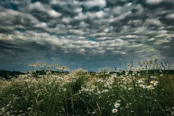 Cloudy sky over a flowering meadow