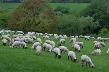 Flock of sheep grazing in the Eifel, Landscheid, Rhineland-Palatinate, Germany