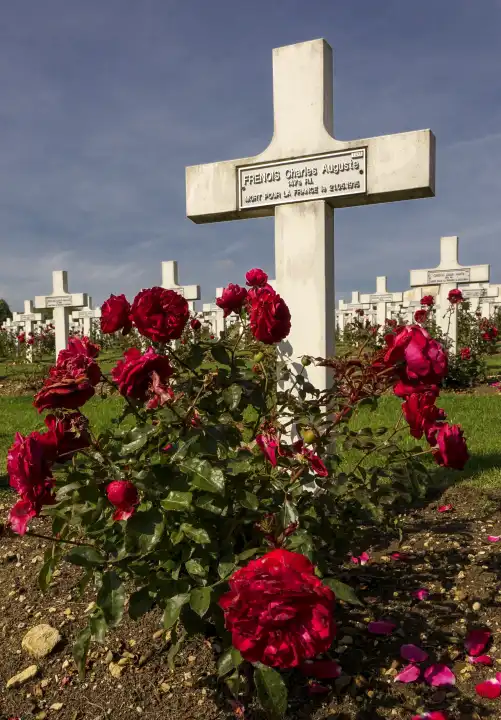 Kriegsgräber mit Rosenstock am Memorial von Verdun nach dem Ersten Weltkrieg