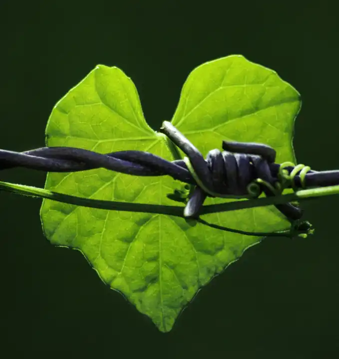 Herzförmiges grünes Pflanzenblatt vor Stacheldraht