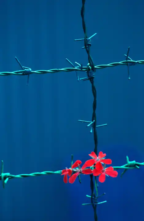 Geranien Blume in Stacheldraht vor blauem Hintergrund