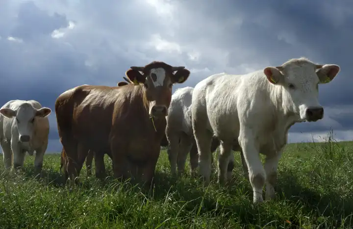 cattle on pasture under dark sky in the eifel