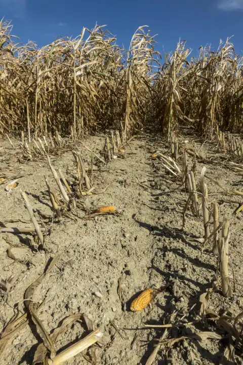 drought dried corn field in the eifel in hot summer