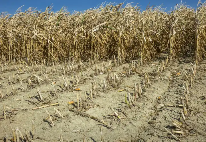 drought dried corn field in the eifel in hot summer