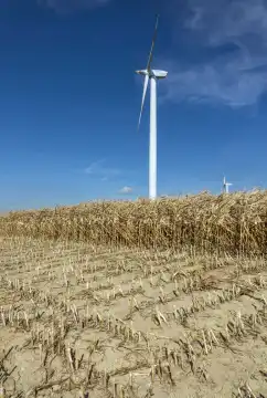 Dürres vertrocknetes Maisfeld in der Eifel in heißem Sommer mit Windkraftanlage unter blauen Himmel