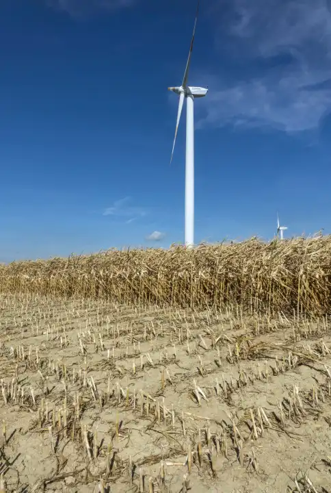 Dürres vertrocknetes Maisfeld in der Eifel in heißem Sommer mit Windkraftanlage unter blauen Himmel