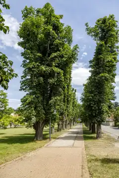 Chestnut avenue in the spa park of Bad Kösen, Saxony-Anhalt, Germany, Europe