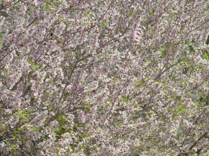 almond tree in full bloom
