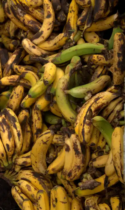 weggeworfene bananen in spanien, hunger auf dieser welt