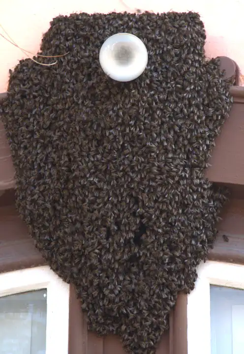 ausgeflogener Bienenschwarm setzt sich am Gebäude fest