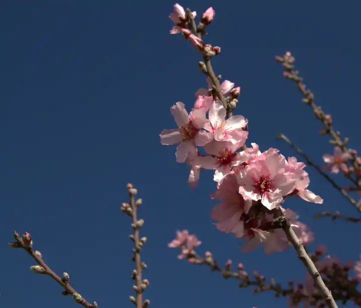 blooming Almond Tree in Springtime