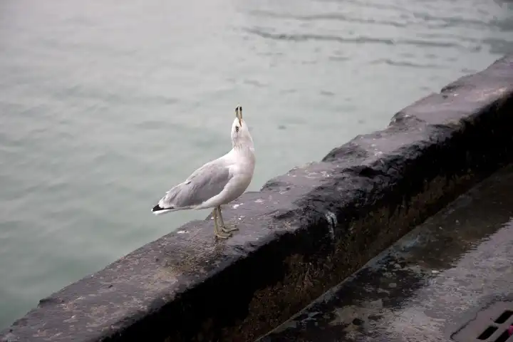 Howling seagull