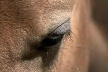 Haflinger Pferd Auge
