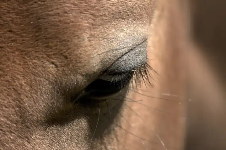 Haflinger Pferd Auge