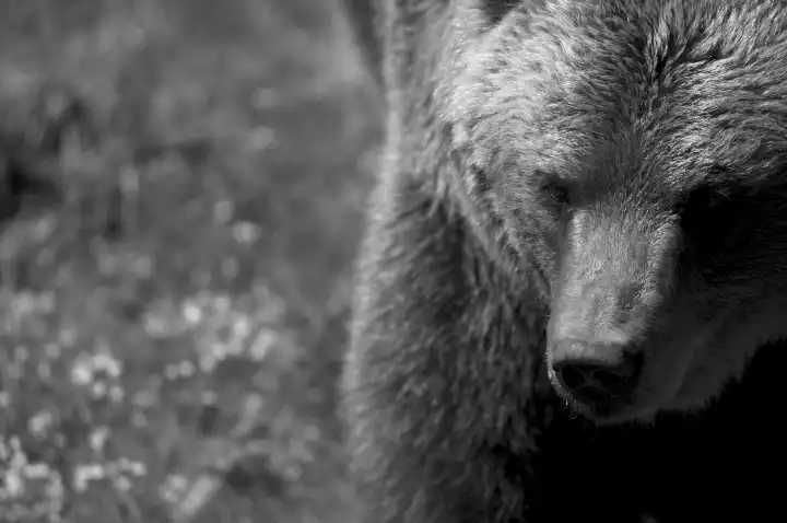 Brown Bear in Black and White