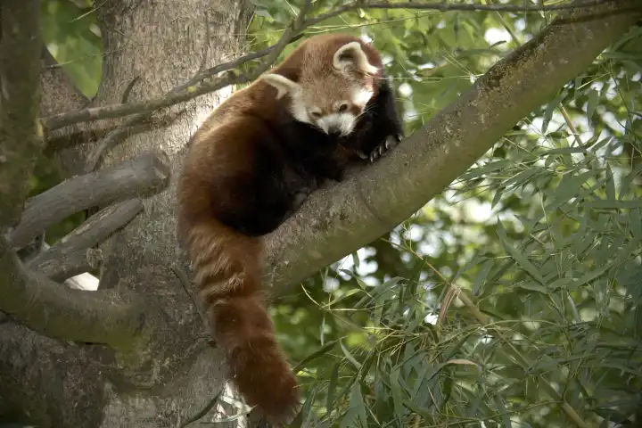 Panda sits on tree branch