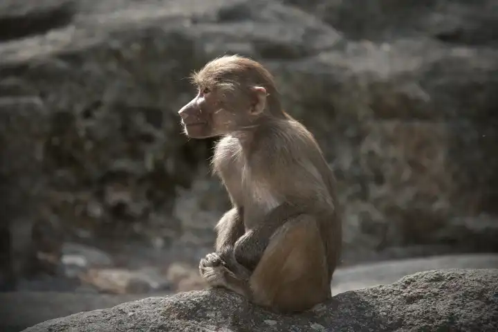 Baboon sitting on rock