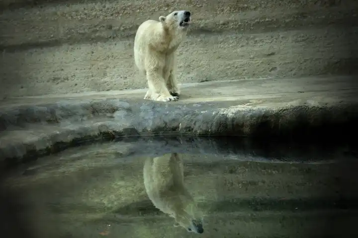 Polar bear is reflected in the water