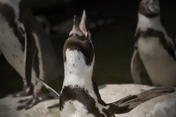 Humboldt penguin with beak open
