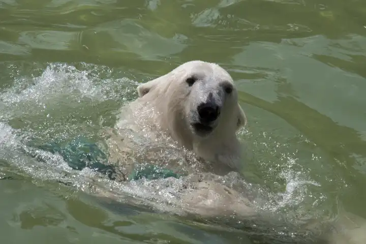 Polar Bear looks out of the water