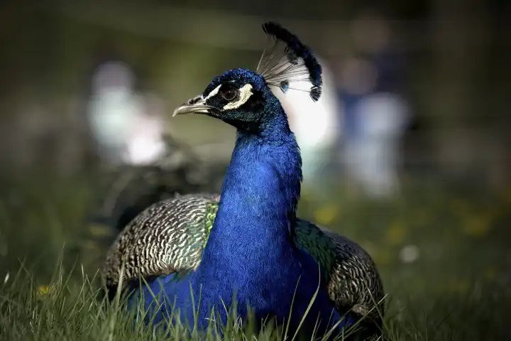 blue peacock sitting on the grass