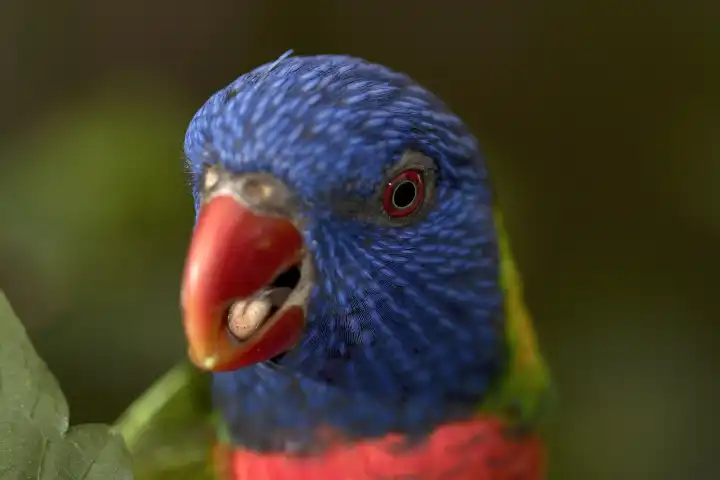 Lori parrot portrait