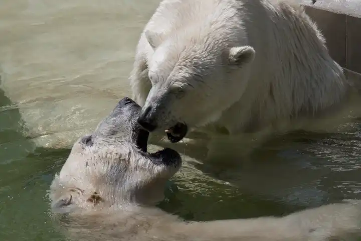 Polar bears at play