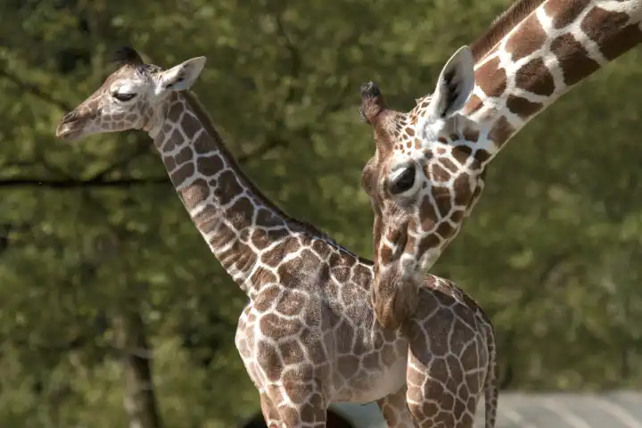 Baby giraffe, 2 weeks old with mother
