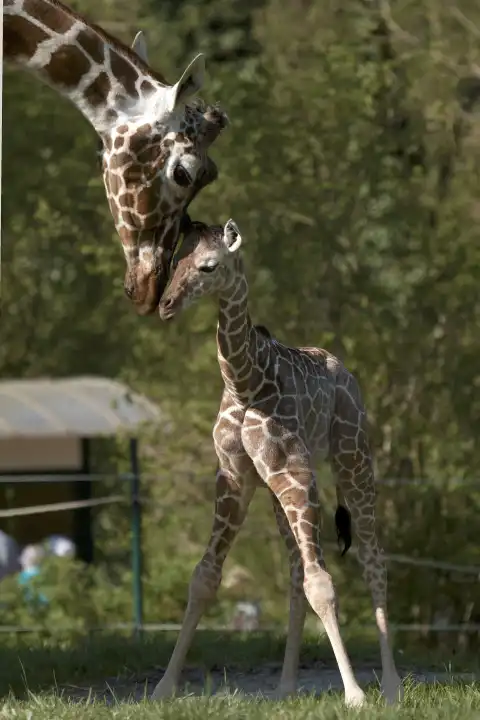 Baby Giraffe, 2 Wochen Jung