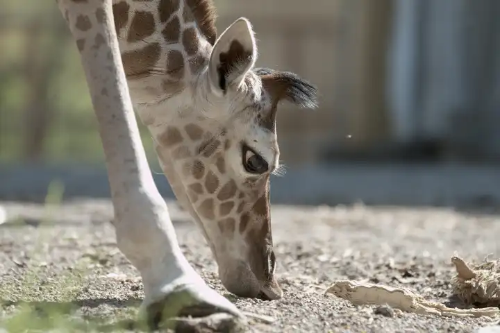 Baby giraffe, 2 weeks young