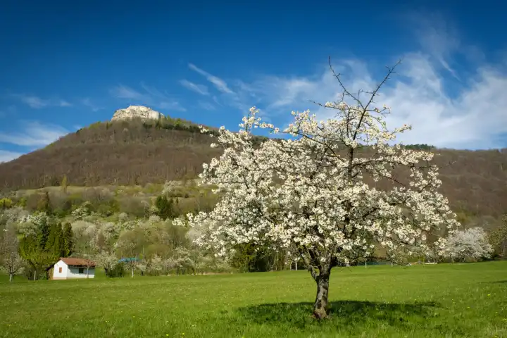 blooming fruit tree in front of castle Hohenneuffen