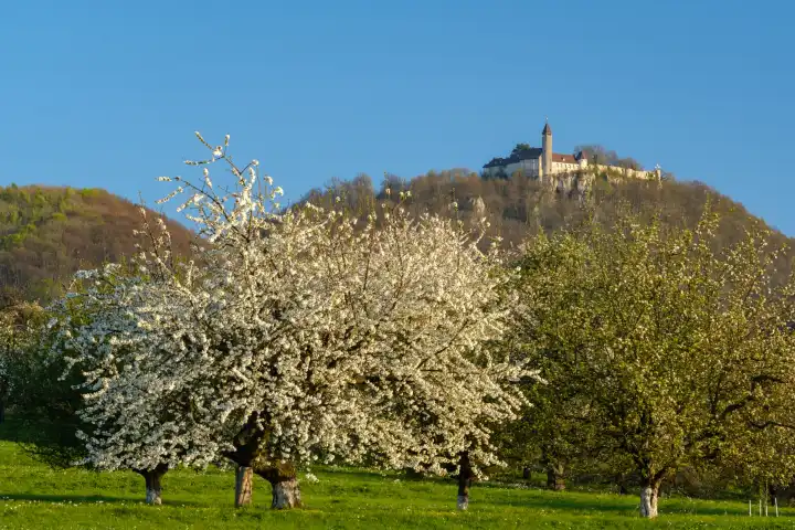 blooming fruit trees in front of castle Teck