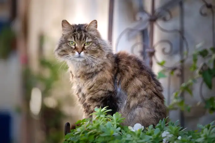 Street cat in Istria