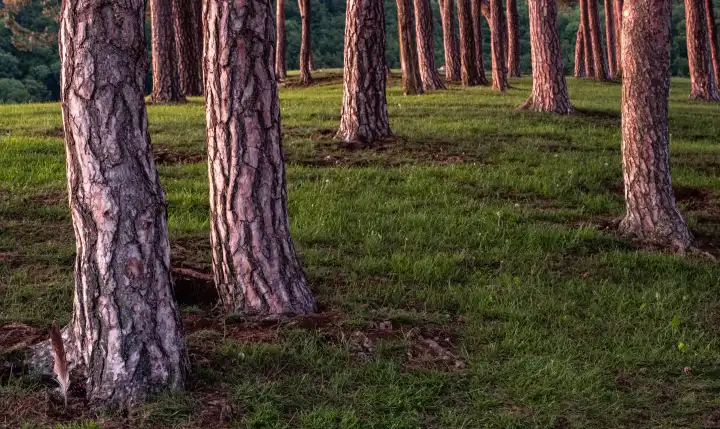 pine trunks in the morning light