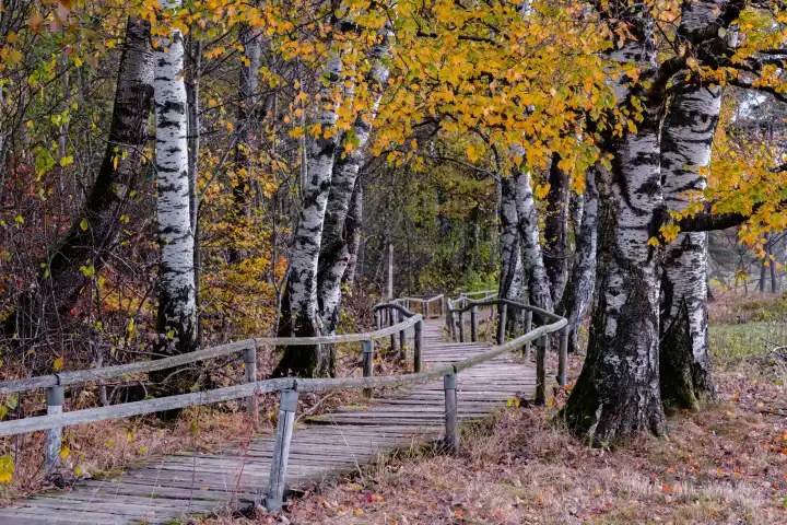 path between birches in autumn