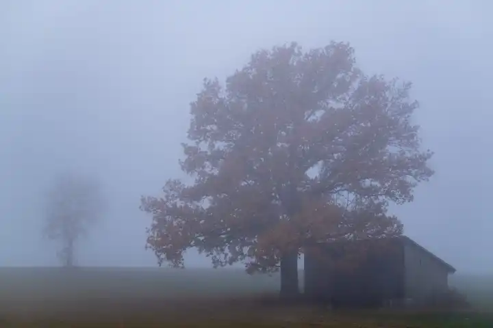 oak und shed in fog