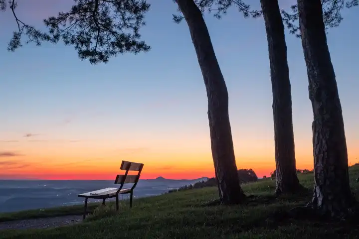 bench besides pinetrunks at sunrise