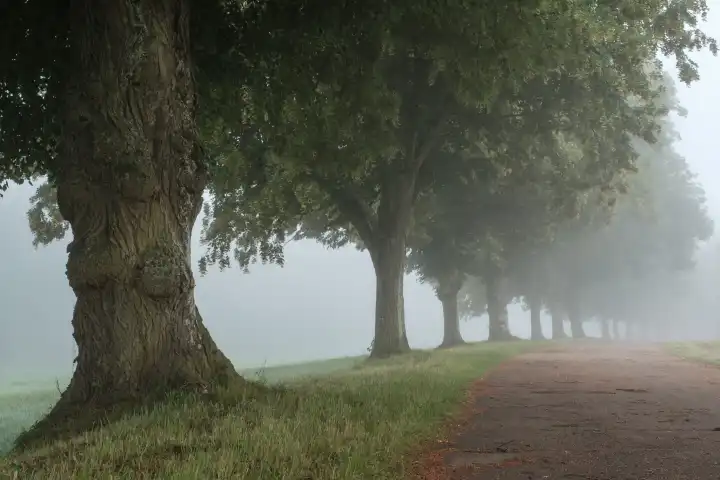 lime avenue in mist