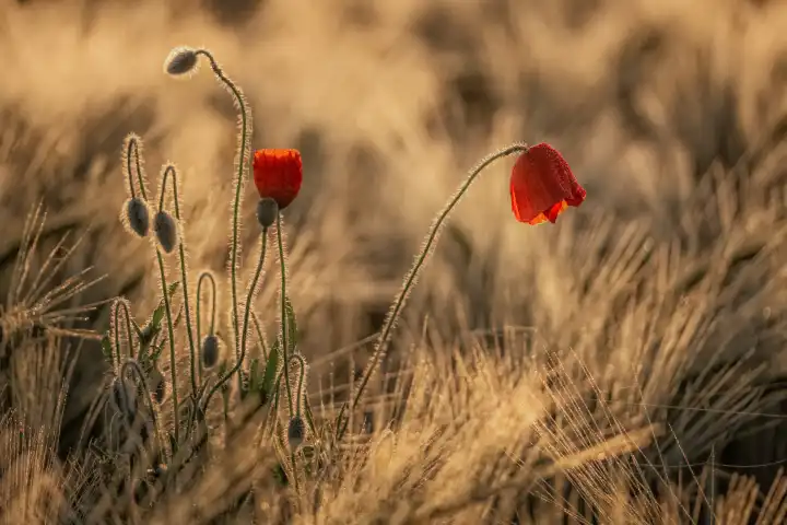poppys hidden in barley