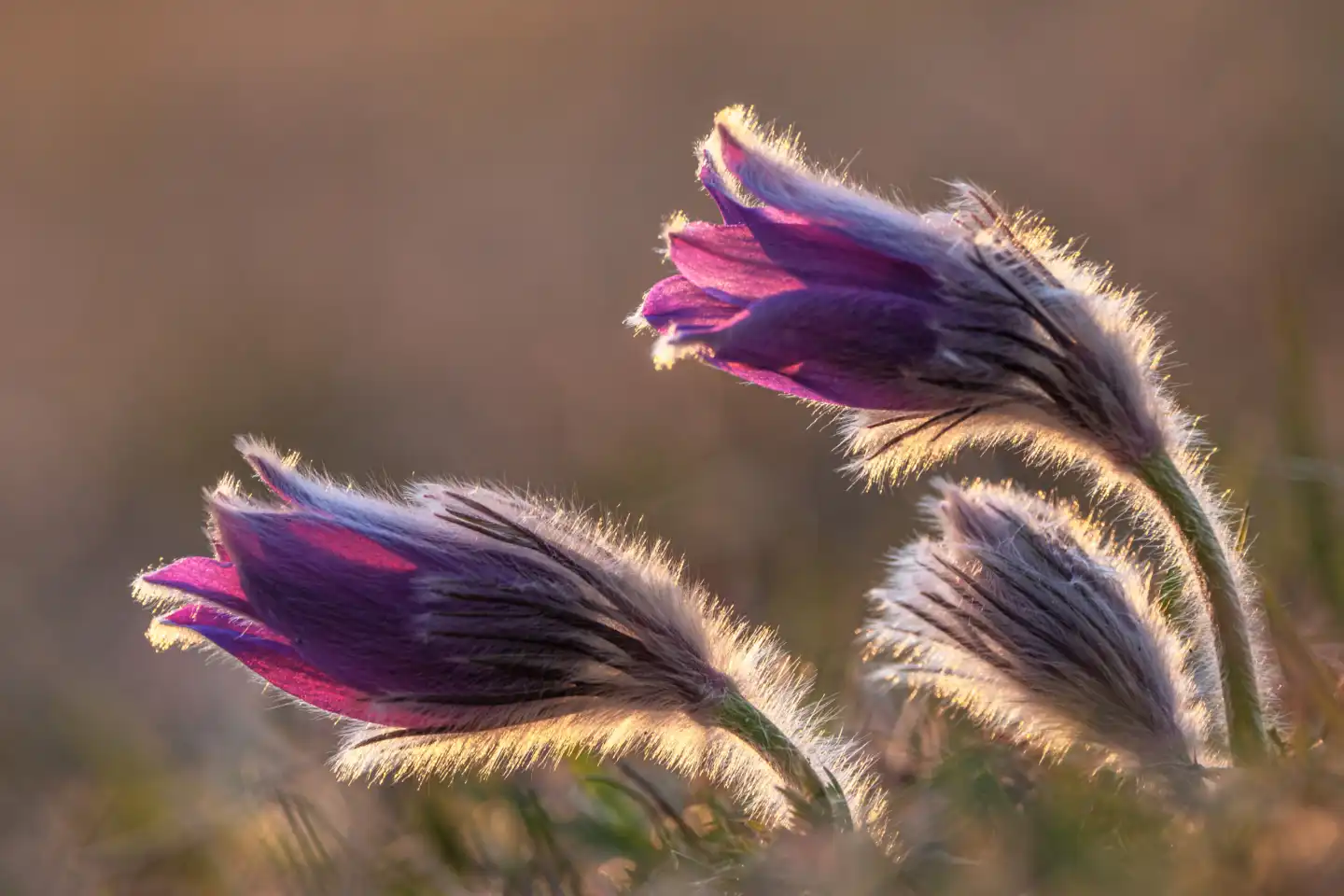 Pasque flower in the backlight