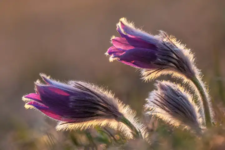 Pasque flower in the backlight