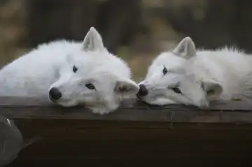 Arktische Wölfe machen Pause
