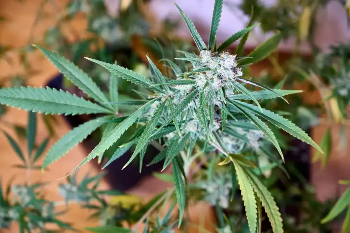 Blühende Cannabispflanze