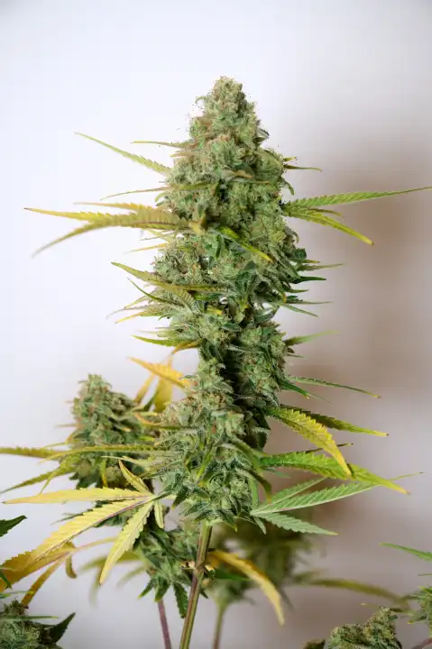 Cannabisblüten